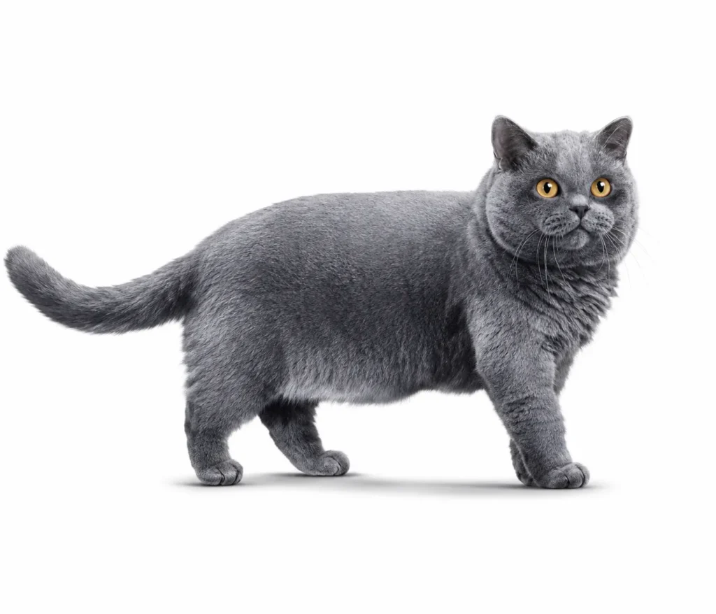 Physical Appearance of the British Shorthair Cat